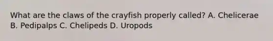 What are the claws of the crayfish properly called? A. Chelicerae B. Pedipalps C. Chelipeds D. Uropods