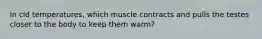 In cld temperatures, which muscle contracts and pulls the testes closer to the body to keep them warm?