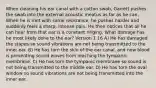 When cleaning his ear canal with a cotton swab, Garrett pushes the swab into the external acoustic meatus as far as he can. When he is met with some resistance, he pushes harder and suddenly feels a sharp, intense pain. He then notices that all he can hear from that ear is a constant ringing. What damage has he most likely done to the ear? Version 1 16 A) He has damaged the stapes so sound vibrations are not being transmitted to the inner ear. B) He has torn the skin of the ear canal, and now blood is preventing sound waves from reaching the tympanic membrane. C) He has torn the tympanic membrane so sound is not being transmitted to the middle ear. D) He has torn the oval window so sound vibrations are not being transmitted into the inner ear.