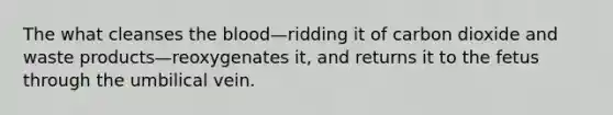 The what cleanses the blood—ridding it of carbon dioxide and waste products—reoxygenates it, and returns it to the fetus through the umbilical vein.