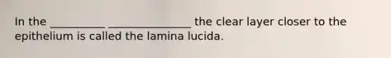 In the __________ _______________ the clear layer closer to the epithelium is called the lamina lucida.