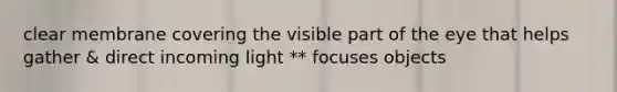 clear membrane covering the visible part of the eye that helps gather & direct incoming light ** focuses objects