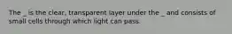 The _ is the clear, transparent layer under the _ and consists of small cells through which light can pass.