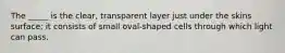 The _____ is the clear, transparent layer just under the skins surface; it consists of small oval-shaped cells through which light can pass.