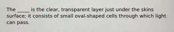 The _____ is the clear, transparent layer just under the skins surface; it consists of small oval-shaped cells through which light can pass.