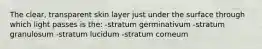 The clear, transparent skin layer just under the surface through which light passes is the: -stratum germinativum -stratum granulosum -stratum lucidum -stratum corneum