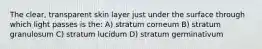 The clear, transparent skin layer just under the surface through which light passes is the: A) stratum corneum B) stratum granulosum C) stratum lucidum D) stratum germinativum