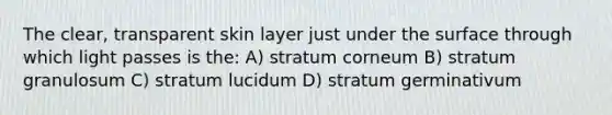 The clear, transparent skin layer just under the surface through which light passes is the: A) stratum corneum B) stratum granulosum C) stratum lucidum D) stratum germinativum