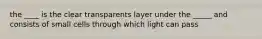 the ____ is the clear transparents layer under the _____ and consists of small cells through which light can pass