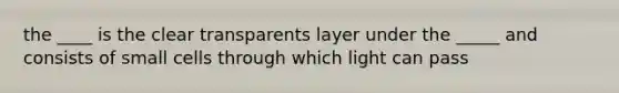 the ____ is the clear transparents layer under the _____ and consists of small cells through which light can pass