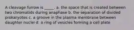 A cleavage furrow is _____. a. the space that is created between two chromatids during anaphase b. the separation of divided prokaryotes c. a groove in the plasma membrane between daughter nuclei d. a ring of vesicles forming a cell plate