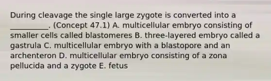 During cleavage the single large zygote is converted into a __________. (Concept 47.1) A. multicellular embryo consisting of smaller cells called blastomeres B. three-layered embryo called a gastrula C. multicellular embryo with a blastopore and an archenteron D. multicellular embryo consisting of a zona pellucida and a zygote E. fetus