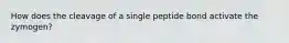 How does the cleavage of a single peptide bond activate the zymogen?