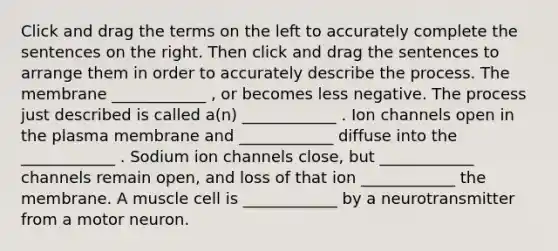 Click and drag the terms on the left to accurately complete the sentences on the right. Then click and drag the sentences to arrange them in order to accurately describe the process. The membrane ____________ , or becomes less negative. The process just described is called a(n) ____________ . Ion channels open in the plasma membrane and ____________ diffuse into the ____________ . Sodium ion channels close, but ____________ channels remain open, and loss of that ion ____________ the membrane. A muscle cell is ____________ by a neurotransmitter from a motor neuron.