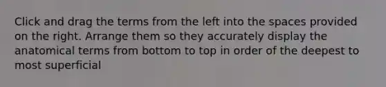 Click and drag the terms from the left into the spaces provided on the right. Arrange them so they accurately display the anatomical terms from bottom to top in order of the deepest to most superficial