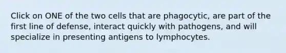 Click on ONE of the two cells that are phagocytic, are part of the first line of defense, interact quickly with pathogens, and will specialize in presenting antigens to lymphocytes.