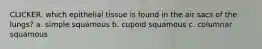 CLICKER. which epithelial tissue is found in the air sacs of the lungs? a. simple squamous b. cupoid squamous c. columnar squamous