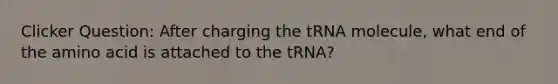 Clicker Question: After charging the tRNA molecule, what end of the amino acid is attached to the tRNA?