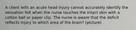 A client with an acute head injury cannot accurately identify the sensation felt when the nurse touches the intact skin with a cotton ball or paper clip. The nurse is aware that the deficit reflects injury to which area of the brain? (picture)