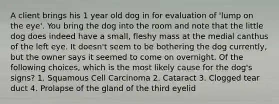 A client brings his 1 year old dog in for evaluation of 'lump on the eye'. You bring the dog into the room and note that the little dog does indeed have a small, fleshy mass at the medial canthus of the left eye. It doesn't seem to be bothering the dog currently, but the owner says it seemed to come on overnight. Of the following choices, which is the most likely cause for the dog's signs? 1. Squamous Cell Carcinoma 2. Cataract 3. Clogged tear duct 4. Prolapse of the gland of the third eyelid