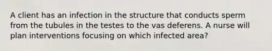 A client has an infection in the structure that conducts sperm from the tubules in the testes to the vas deferens. A nurse will plan interventions focusing on which infected area?