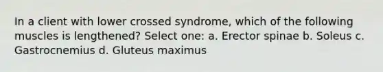 In a client with lower crossed syndrome, which of the following muscles is lengthened? Select one: a. Erector spinae b. Soleus c. Gastrocnemius d. Gluteus maximus