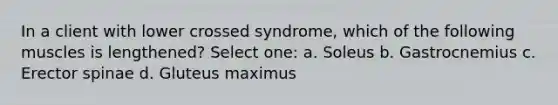 In a client with lower crossed syndrome, which of the following muscles is lengthened? Select one: a. Soleus b. Gastrocnemius c. Erector spinae d. Gluteus maximus