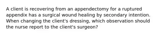 A client is recovering from an appendectomy for a ruptured appendix has a surgical wound healing by secondary intention. When changing the client's dressing, which observation should the nurse report to the client's surgeon?