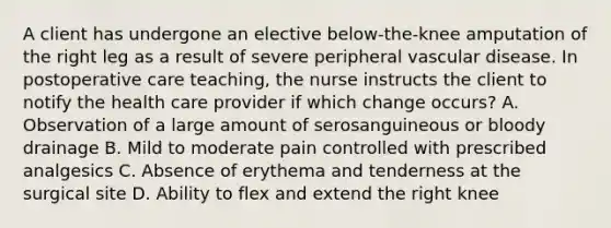 A client has undergone an elective below-the-knee amputation of the right leg as a result of severe peripheral vascular disease. In postoperative care teaching, the nurse instructs the client to notify the health care provider if which change occurs? A. Observation of a large amount of serosanguineous or bloody drainage B. Mild to moderate pain controlled with prescribed analgesics C. Absence of erythema and tenderness at the surgical site D. Ability to flex and extend the right knee