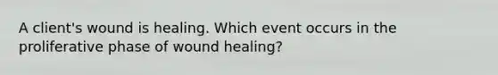 A client's wound is healing. Which event occurs in the proliferative phase of wound healing?