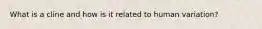 What is a cline and how is it related to human variation?