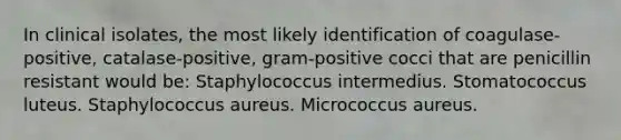 In clinical isolates, the most likely identification of coagulase-positive, catalase-positive, gram-positive cocci that are penicillin resistant would be: Staphylococcus intermedius. Stomatococcus luteus. Staphylococcus aureus. Micrococcus aureus.