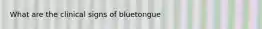 What are the clinical signs of bluetongue