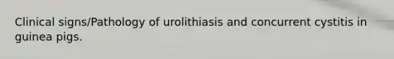 Clinical signs/Pathology of urolithiasis and concurrent cystitis in guinea pigs.