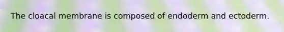 The cloacal membrane is composed of endoderm and ectoderm.