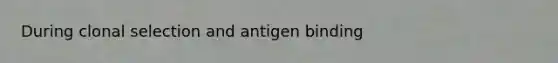 During clonal selection and antigen binding