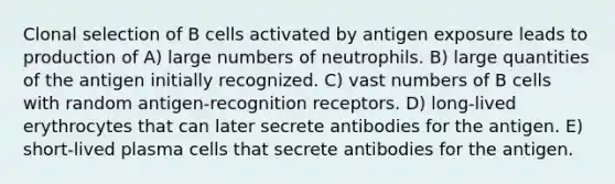 Clonal selection of B cells activated by antigen exposure leads to production of A) large numbers of neutrophils. B) large quantities of the antigen initially recognized. C) vast numbers of B cells with random antigen-recognition receptors. D) long-lived erythrocytes that can later secrete antibodies for the antigen. E) short-lived plasma cells that secrete antibodies for the antigen.