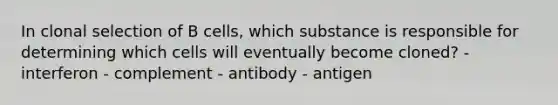 In clonal selection of B cells, which substance is responsible for determining which cells will eventually become cloned? - interferon - complement - antibody - antigen