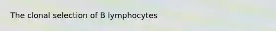 The clonal selection of B lymphocytes