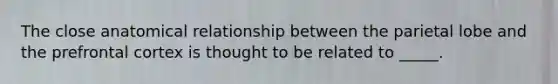 The close anatomical relationship between the parietal lobe and the prefrontal cortex is thought to be related to _____.