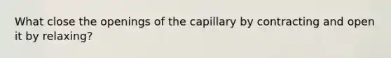 What close the openings of the capillary by contracting and open it by relaxing?