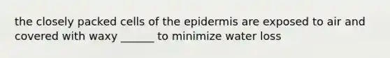 the closely packed cells of <a href='https://www.questionai.com/knowledge/kBFgQMpq6s-the-epidermis' class='anchor-knowledge'>the epidermis</a> are exposed to air and covered with waxy ______ to minimize water loss