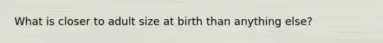 What is closer to adult size at birth than anything else?