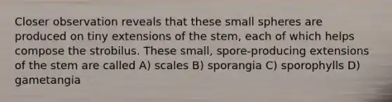 Closer observation reveals that these small spheres are produced on tiny extensions of the stem, each of which helps compose the strobilus. These small, spore-producing extensions of the stem are called A) scales B) sporangia C) sporophylls D) gametangia