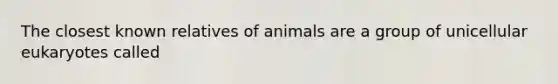 The closest known relatives of animals are a group of unicellular eukaryotes called