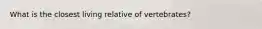 What is the closest living relative of vertebrates?