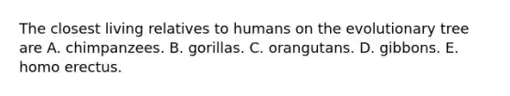 The closest living relatives to humans on the evolutionary tree are A. chimpanzees. B. gorillas. C. orangutans. D. gibbons. E. homo erectus.