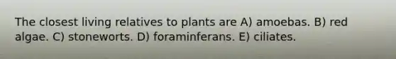 The closest living relatives to plants are A) amoebas. B) red algae. C) stoneworts. D) foraminferans. E) ciliates.