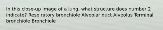 In this close-up image of a lung, what structure does number 2 indicate? Respiratory bronchiole Alveolar duct Alveolus Terminal bronchiole Bronchiole