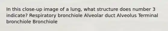 In this close-up image of a lung, what structure does number 3 indicate? Respiratory bronchiole Alveolar duct Alveolus Terminal bronchiole Bronchiole